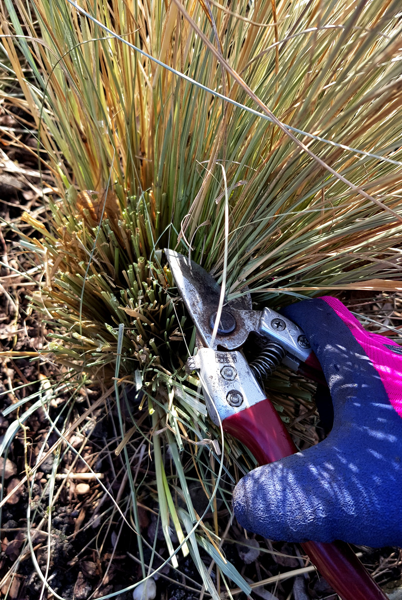 Gräser schneiden | Ein Frühjahrsschnitt für frischen Austrieb - grüneliebe